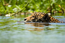 Jaguar (Panthera onca) head portrait, swimming,  the Pantanal, Brazil, South America.