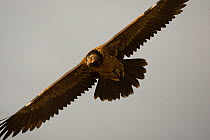 Bearded vulture (Gypaetus barbatus) juvenile in flight, Simien Mountains National Park, Ethiopia, East Africa.