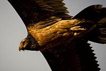 Bearded vulture (Gypaetus barbatus) close up of juvenile in flight, Simien Mountains National Park, Ethiopia, East Africa.