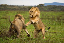 African Lions (Panthera leo) two males fighting, Ndutu, Serengeti NP, Tanzania, East Africa.