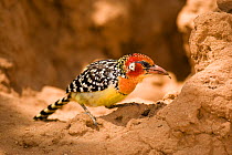 Red-and-yellow Barbet (Trachyphonus erythrocephalus) feeding on termities, at a termite mound, Bufallo Springs Game Reserve, Kenya, Africa, East Africa.