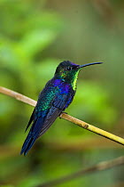Violet-crowned Woodnymph (Thalurania colombica) male perched in tree, Rancho Naturalista, Turrialba, Costa Rica, Central America.
