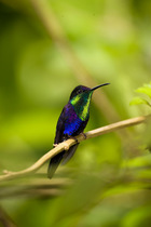 Violet-crowned Woodnymph (Thalurania colombica) male perched in tree, Rancho Naturalista, Turrialba, Costa Rica, Central America.