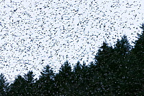 Flock of Bramblings (Fringilla montifringilla) in flight, an estimated four million return to roost  overwinter in Black Forest, Germany, March.