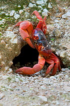 Christmas Island Red Crab (Gecarcoidea natalis) male awaits females at entrance to mating burrow,  Christmas Island, Indian Ocean, Australian Territory