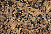 Christmas Island Glossy Swiftlets (Collocalia linchii natalis) breeding colony in cave, Christmas Island, Indian Ocean, Australian Territory, endemic