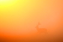 Fallow Deer (Dama dama) at sunrise, in mist covered landscape, Moenchbruch, Germany