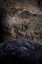 Christmas Island Glossy Swiftlets (Collocalia esculenta natalis) breeding colony in cave, with pile of excrement in foreground. Christmas Island, Indian Ocean, Australian Territory. (These birds are e...