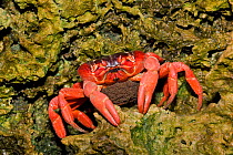 Christmas Island Red Crab (Gecarcoidea natalis) female with eggs shortly before spawning, Christmas Island, Indian Ocean, Australian Territory