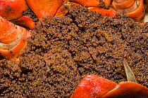 Christmas Island Red Crab (Gecarcoidea natalis) eggs in females opened brood pouch shortly before spawning / Christmas Island, Indian Ocean, Australian Territory