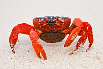 Christmas Island Red Crab (Gecarcoidea natalis) migrating female carrying eggs on sandy beach, shortly before spawning, Christmas Island, Indian Ocean, Australian Territory
