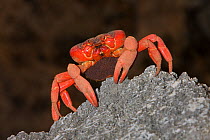 Christmas Island Red Crab (Gecarcoidea natalis) female carrying eggs on migration, shortly before spawning, Christmas Island, Indian Ocean, Australian Territory