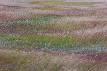 Colourful Grasses, moving with the wind, Badlands National Park, South Dakota, USA