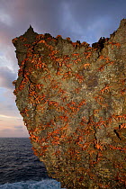Christmas Island Red Crabs (Gecarcoidea natalis) arrived at coast for spawning, Christmas Island, Indian Ocean, Australian Territory