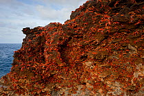 Christmas Island Red Crabs (Gecarcoidea natalis) arriving in huge numbers, at coast for spawning, Christmas Island, Indian Ocean, Australian Territory