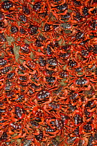 Christmas Island Red Crabs (Gecarcoidea natalis) arriving in huge numbers, at coast for spawning, Christmas Island, Indian Ocean, Australian Territory