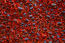 Christmas Island Red Crabs (Gecarcoidea natalis) gatthered together on beach the day before spawning, Christmas Island, Indian Ocean, Australian Territory