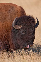 American Bison (Bison bison) head portrait of male licking nostril with tongue, South Dakota, USA