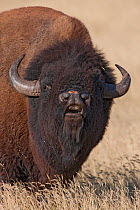 American Bison (Bison bison) head portrait of male scenting air, South Dakota, USA