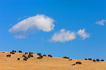 American Bison (Bison bison) herd grazing on a hillside, South Dakota, USA