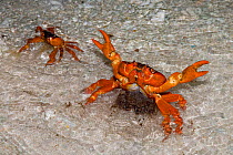 Christmas Island Red Crabs (Gecarcoidea natalis)  females spawning in shallow water near beach, Christmas Island, Indian Ocean, Australian Territory