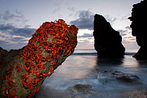 Christmas Island Red Crabs (Gecarcoidea natalis) shortly before sunrise sitting on rock ready for spawning, Christmas Island, Indian Ocean, Australian Territory