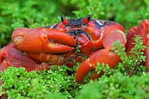 Christmas Island Red Crab (Gecarcoidea natalis) portrait of individual feeding on green vegetation, Christmas Island, Indian Ocean, Australian Territory