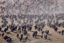 American Bison (Bison bison) herd stampeding, South Dakota, USA