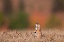 Black-tailed Prairie Dog (Cynomys ludovicianus) sitting alert, close to burrow entrance, South Dakota, USA