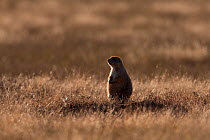 Black-tailed Prairie Dog (Cynomys ludovicianus) sitting alert at burrow entrance, South Dakota, USA