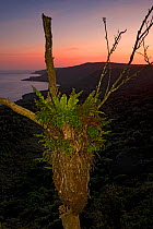 Bird's Nest Fern (Asplenium nidus) and view of east coast at sunset, Christmas Island National Park, Christmas Island, Indian Ocean, Australian Territory
