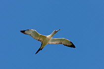 Abbot's Booby (Sula abbotti) in flight, endemic to  Christmas Island, Indian Ocean, Australian Territory