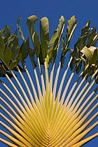 Travelers Palm (Ravenala madagascariensis) close-up view of fronds, Christmas Island, Indian Ocean, Australian Territory