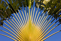 Travelers Palm (Ravenala madagascariensis) close-up view of fronds, Christmas Island, Indian Ocean, Australian Territory
