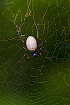 Spider (Nephila sp.) male sitting on female, in centre of web, Christmas Island, Indian Ocean, Australian Territory