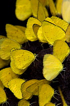 Grass-Yellow butterflies (Eurema sp.) on tropical rainforest floor, Christmas Island, Indian Ocean, Australian Territory