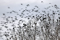 Flock of Rooks (Corvus frugilegus) roosting in tree at dusk, Hessen, Germany, Europe