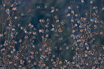 Flock of Bramblings (Fringilla montifringilla) perched together in branches. It's estimated that four  million individiuals return to roost during winter in Black Forest, Germany. February.
