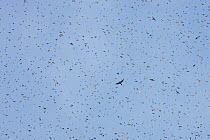 Sparrowhawk (Accipiter nisus) hunting flock of Bramblings (Fringilla montifringilla) It's estimated that four million Bramblings return to roost during winter in Black Forest, Germany. February.