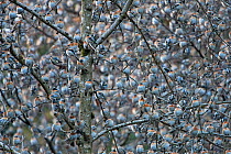Flock of Bramblings (Fringilla montifringilla) roosting together in branches. It's estimated that four  million individiuals roost in the Black Forest, during winter months, Germany. February.