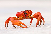 Christmas Island Red Crab (Gecarcoidea natalis) portrait standing on white surface, Christmas Island, Indian Ocean, Australian Territory.