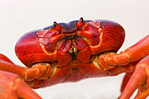 Christmas Island Red Crab (Gecarcoidea natalis) close-up of head, Christmas Island, Indian Ocean, Australian Territory