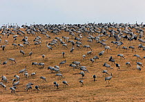Common Cranes (Grus grus) flock feeding in field, Lake Hornborga, Hornborgasjn, Sweden, April.