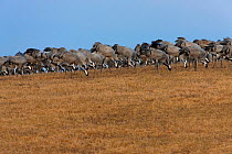 Flock of Common Cranes (Grus grus) feeding in field,  Lake Hornborga, Hornborgasjn, Sweden. April