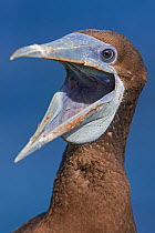 Brown Booby (Sula leucogaster plotus) head portrait, with wide bill open, Christmas Island, Indian Ocean, Australian Territory, November