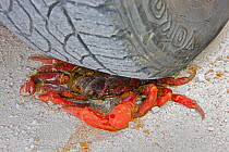 Christmas Island Red Crab (Gecarcoidea natalis) / crushed by car while crossing the road during annual migration, Christmas Island, Indian Ocean, Australian Territory