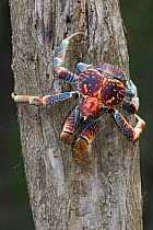 Robber Crab (Birgus latro) climbing down tree trunk, Christmas Island, Indian Ocean, Australian Territory