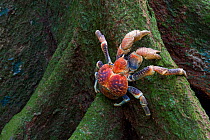 Robber Crab (Birgus latro) climbing over buttress roots, in tropical forest,  Christmas Island, Indian Ocean, Australian Territory