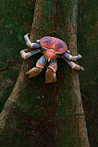 Robber Crab (Birgus latro) climbing over buttress roots, in tropical forest,  Christmas Island, Indian Ocean, Australian Territory