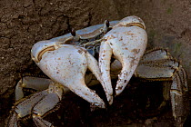 Blue Crab (Discoplax hirtipes) with claws raised, endemic, Christmas Island, Indian Ocean, Australian Territory